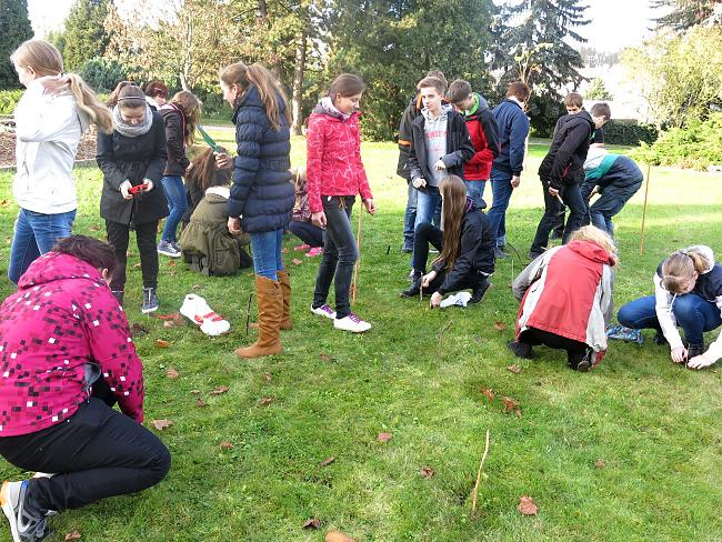 VysazovÃ¡nÃ­ krokusÅ¯ v listopadu 2014.