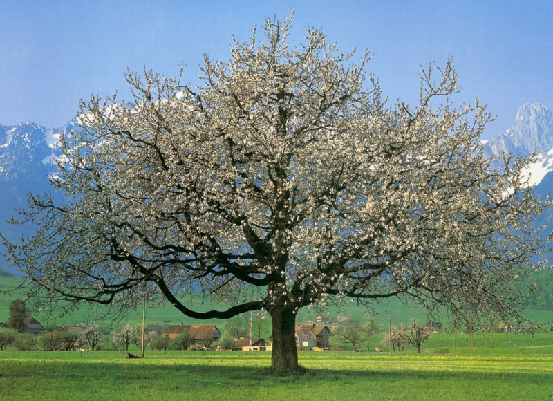 Takto bude vypada třešeň VAN (Prunus avium VAN) za několik let - strom 1. B.