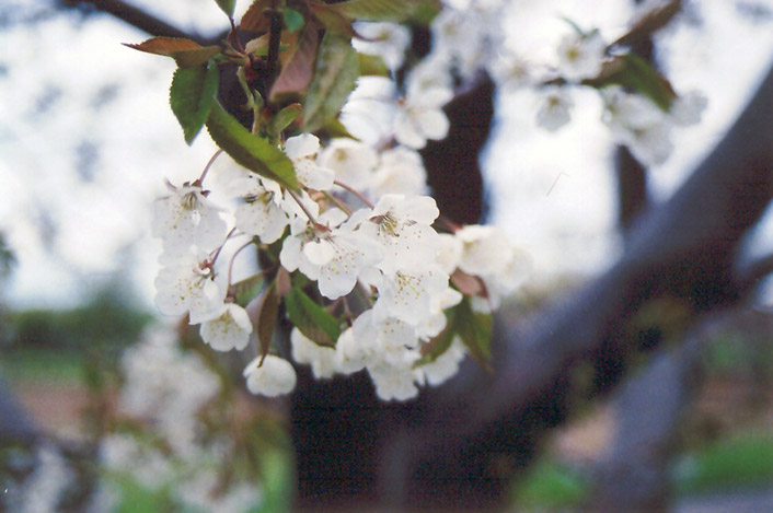 Takto bude kvést třešeň NAPOLEONOVA (Prunus avium NAPOLEON) - strom primy A.