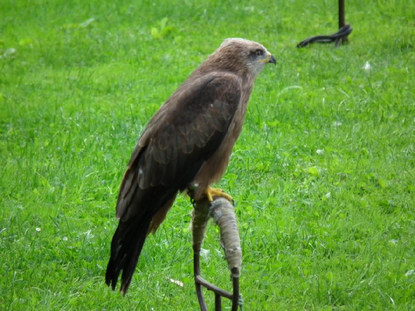 luÅˆÃ¡k hnÄ›dÃ½