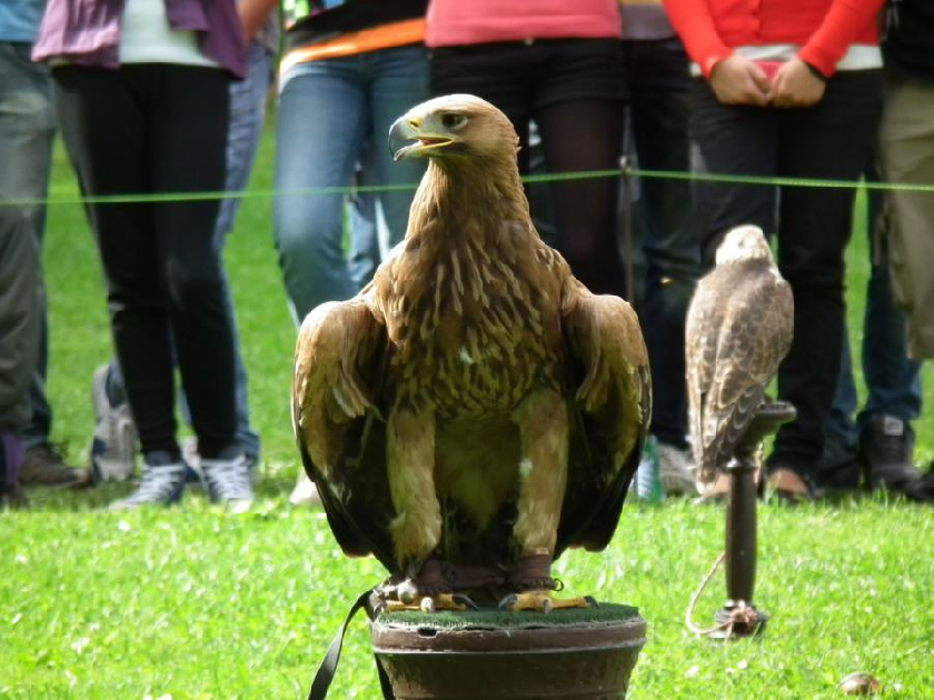 orel krÃ¡lovskÃ½