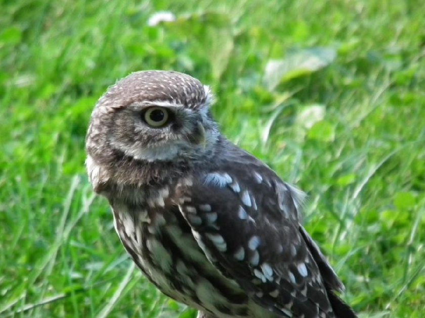 sÃ½Äek obecnÃ½