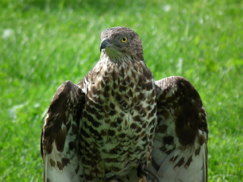 vÄelojed lesnÃ­