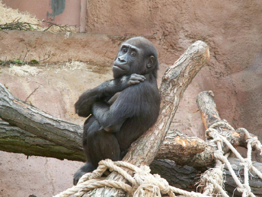 Gorily nížinné-jedna z největších atrakcí ZOO.