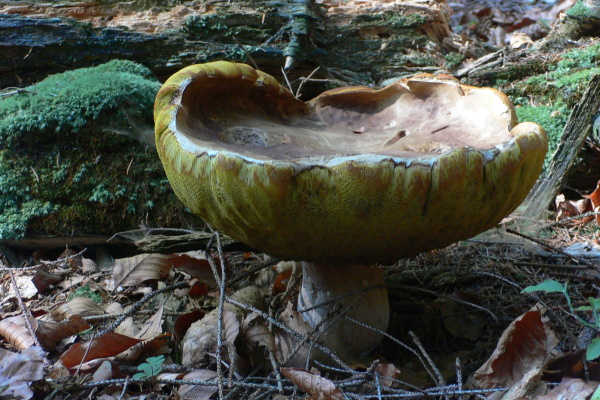 HÅ™ib - prÅ¯mÄ›r klobouku cca 25cm