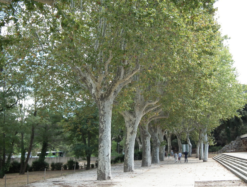 Platany patÅ™Ã­ ke koloritu mÄ›st i vesniÄek krajiny Provence.