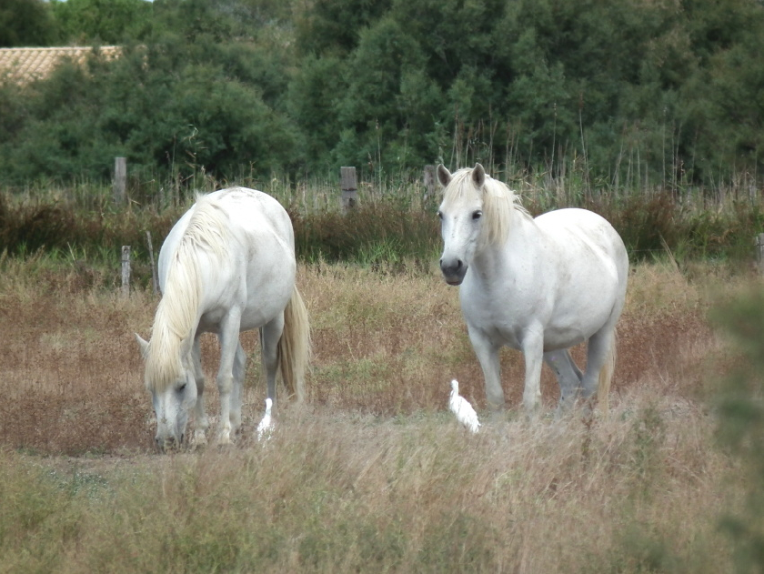 KonÄ› v oblasti NP Camargue.