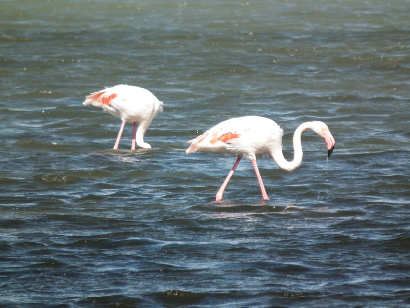 PlameÅˆÃ¡k rÅ¯Å¾ovÃ½ - typickÃ½ pÅ™edstavitel fauny NP Camargue.