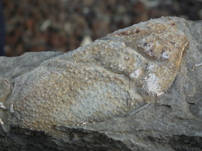 Detail zkamenÄ›liny klepeta moÅ™skÃ©ho raka Enoploclytia leachi, kterou nalezl Jakub OlÅ¡Ã¡n.