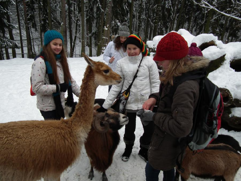 PatrnÄ› nejoblÃ­benÄ›jÅ¡Ã­ ÄÃ¡st dne v ZOO - krmenÃ­ koz a lam v jejich vÃ½bÄ›hu.