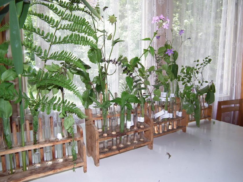 ZajÃ­majÃ­ nÃ¡s i rostliny!