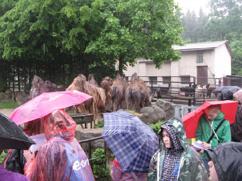 ZmoklÃ­ velbloudi dvouhrbÃ­ i primÃ¡ni svitavÅ¡tÃ­.