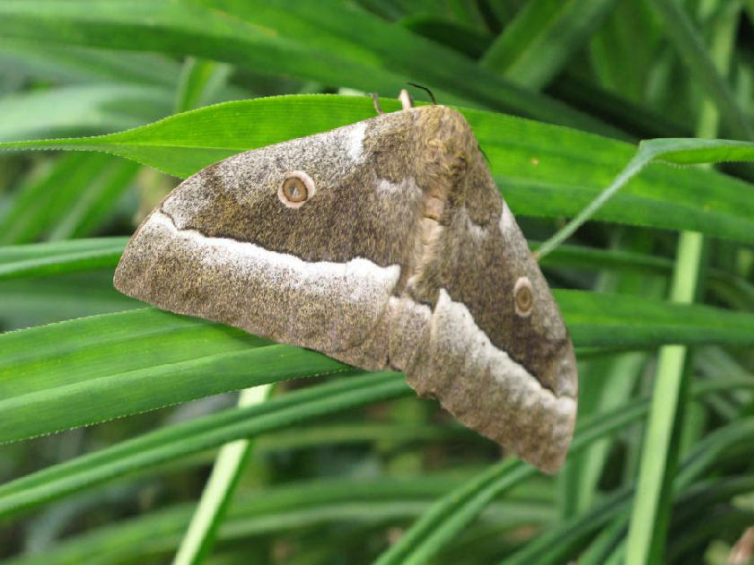 BotanickÃ¡ zahrada, ve sklenÃ­ku Fata Morgana, exotickÃ½ druh motÃ½la martinÃ¡Äe.