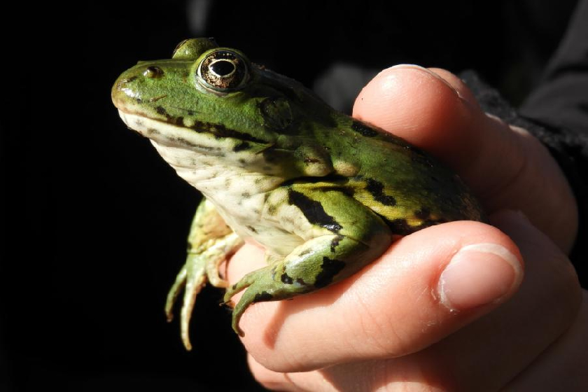 Pro zkuÅ¡enÃ©ho biologa nebyl problÃ©m ulovit takovÃ©ho krasavce :-)