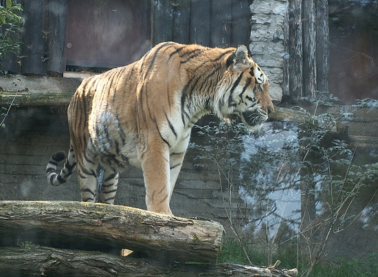 ZoologickÃ¡ zahrada, tygr usurijskÃ½.